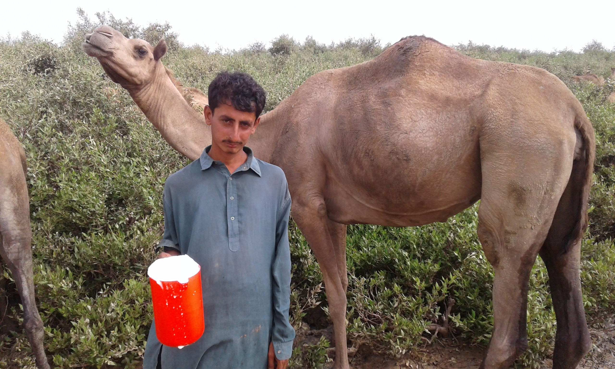 camel milk is a magical food