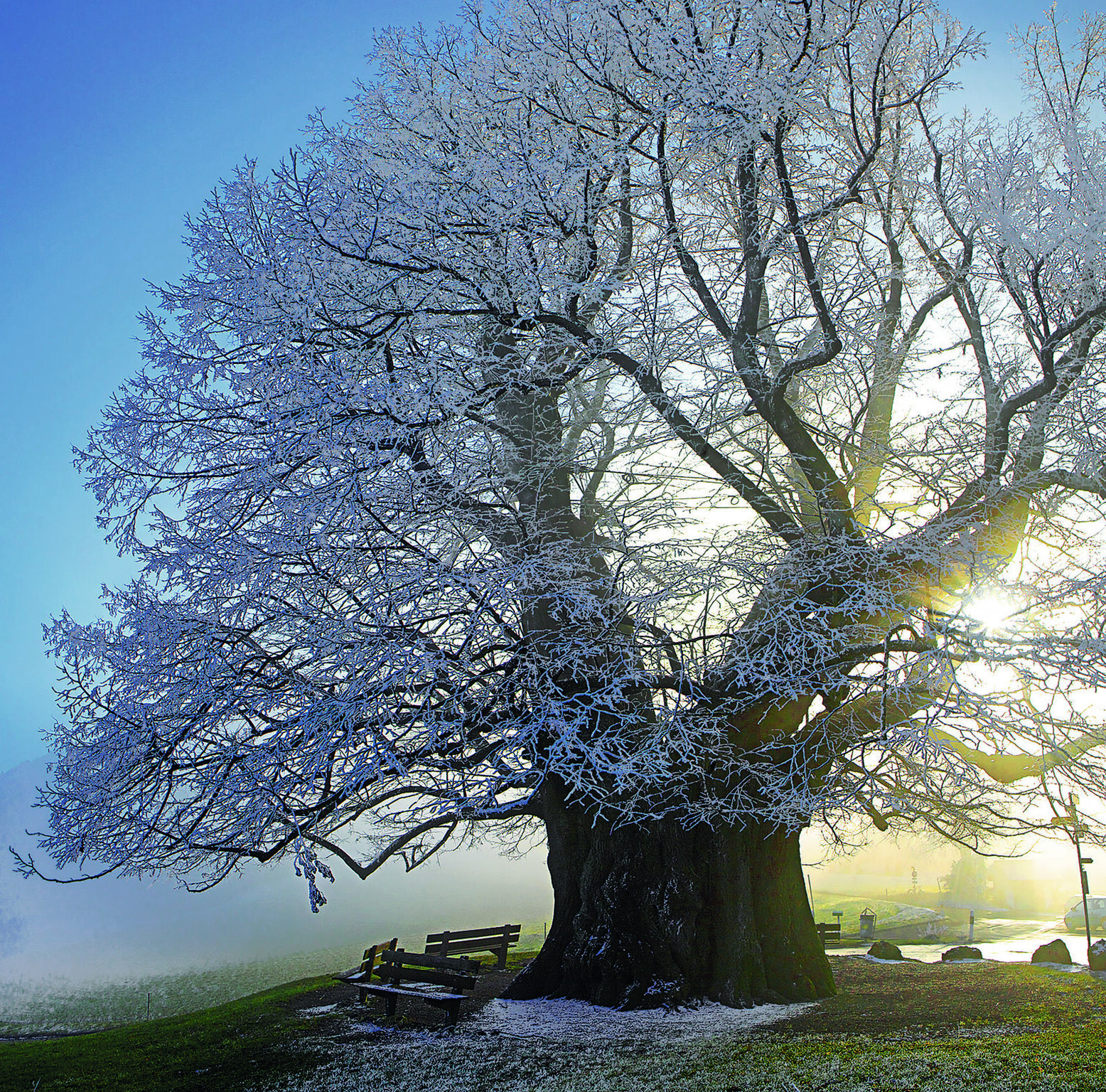 Tree is a treasure