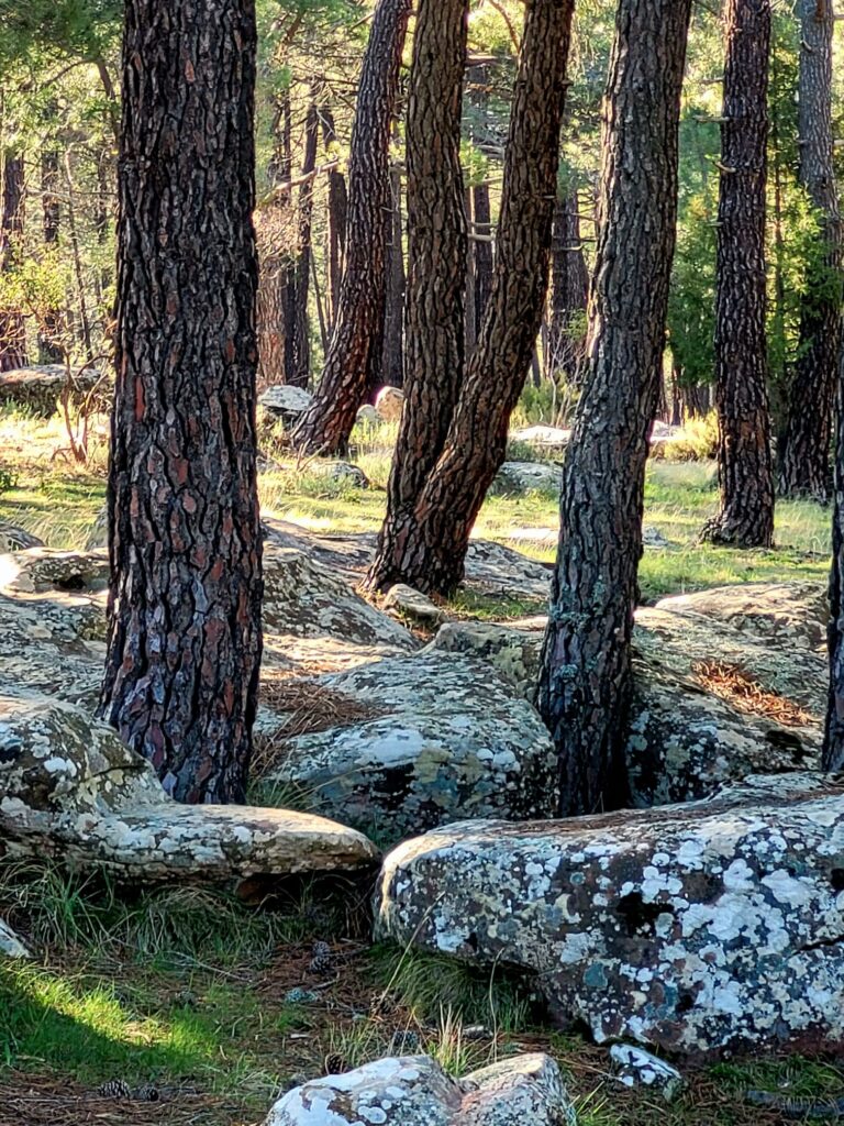 A woodland forest in Aragon Spain, showing the health of trees and soil.