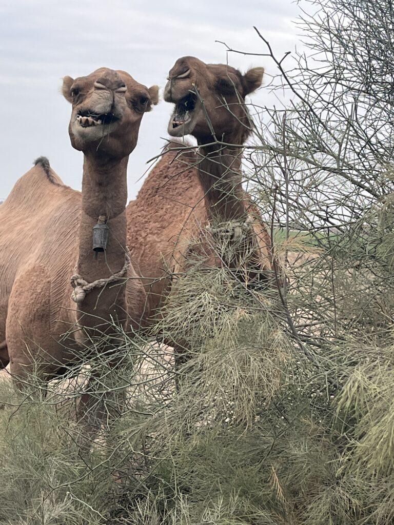 Brela camel browsing on Tamarix Indica tree in Cholistan Pakistan