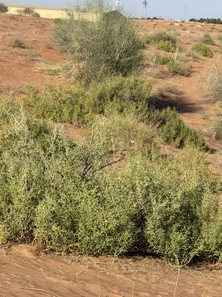 A micro-ecosystem in the desert with a potential of high browsing capicity for camels.