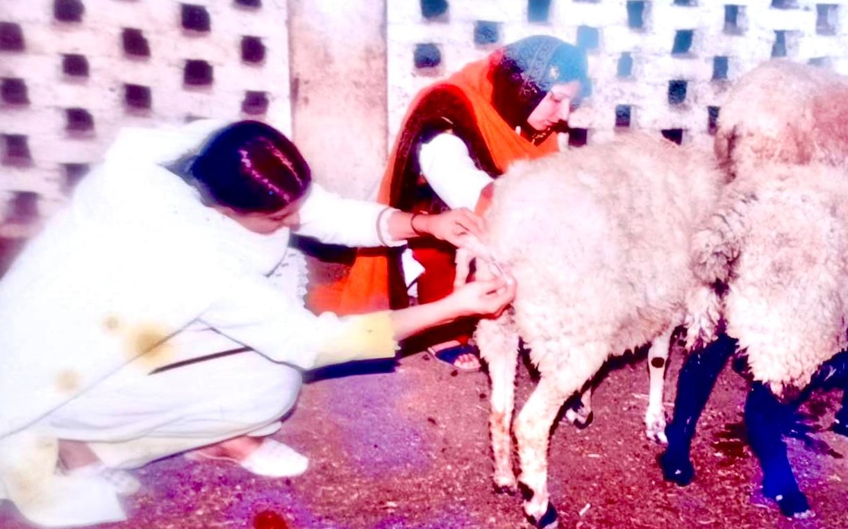 Samina Memon is taking the rectal temperature of the sheep