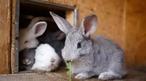 Rabbit Farming