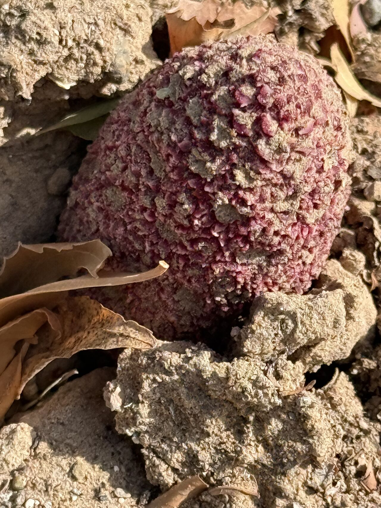 Cynomorium coccineum , often called "Maltese fungus" or "tarthuth," is not actually a fungus but a parasitic plant.