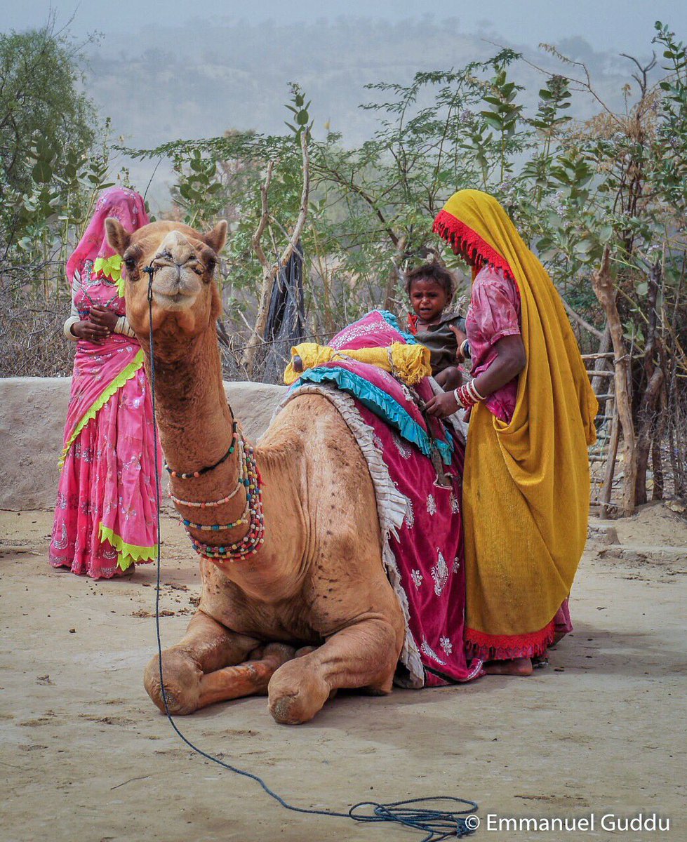 Dhatti Camel of Tharparkar Sindh