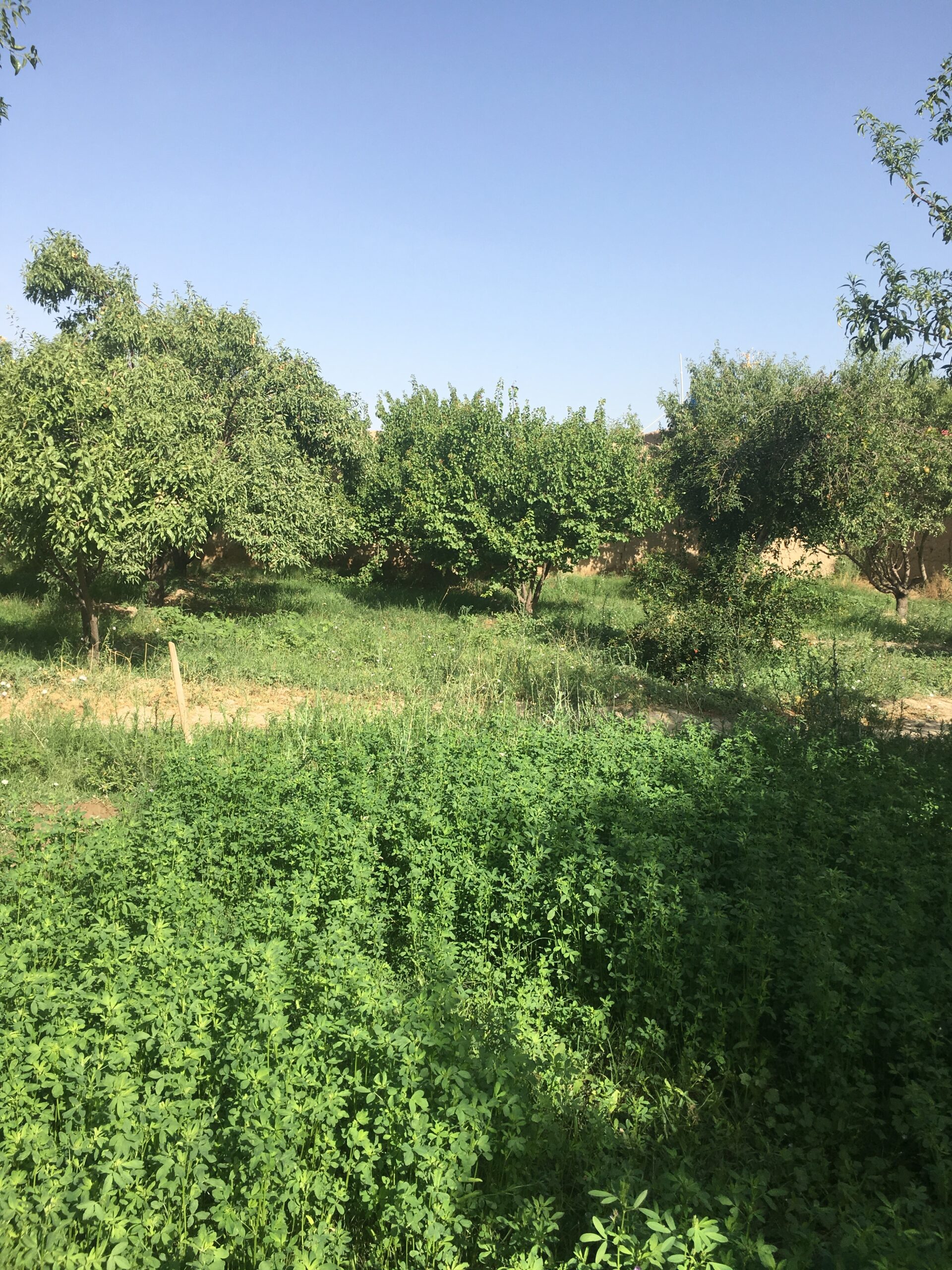 The Jar: An Ancient Blueprint for Sustainable Farming